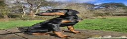 Dobermann dogs for sale: 7 month old Doberman for sale  - Advert 1