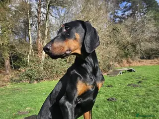 Dobermann dogs 7 month old Doberman for sale - Advert 2
