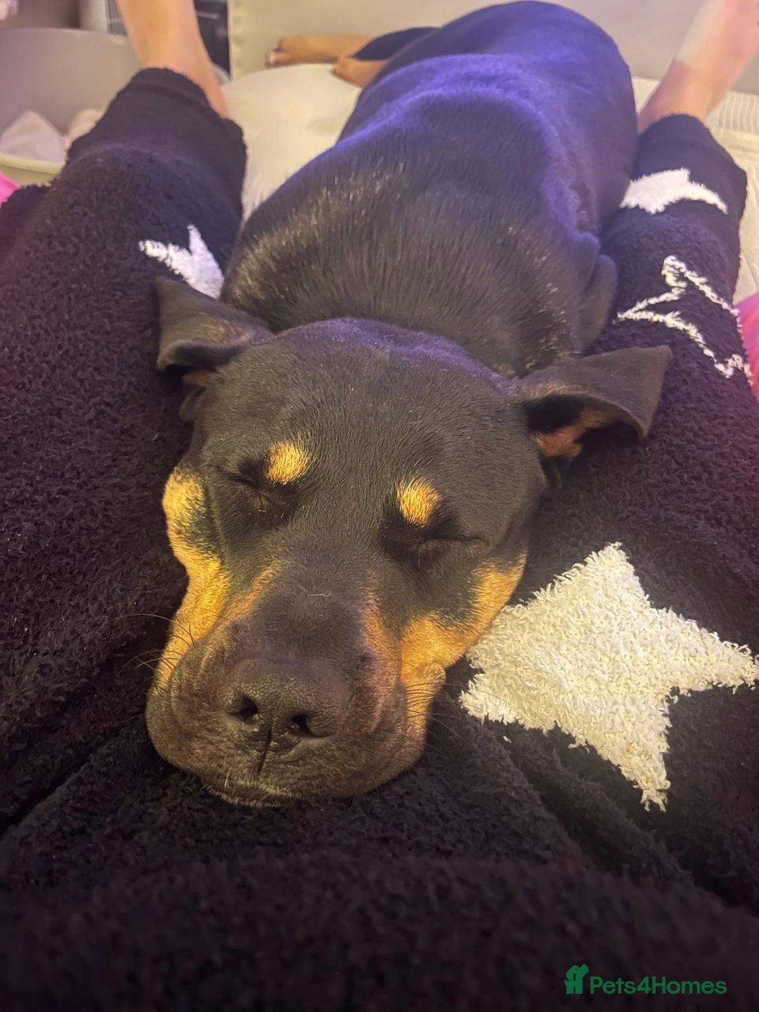 Mixed Breed dogs for sale: Bella 🐾  - Image 3