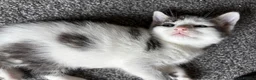 Mixed Breed cats for sale: 4 beautiful kittens, ready today, amazing mix  - Advert 10