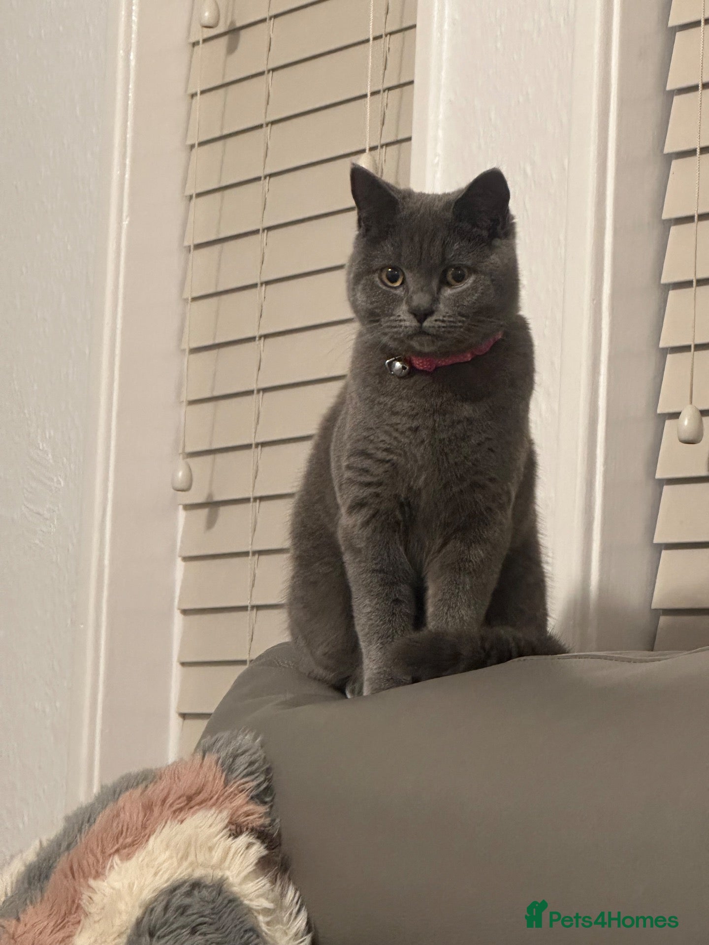 British Shorthair cats HAZEL - Advert 8