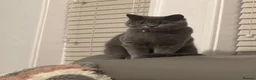 British Shorthair cats for sale: HAZEL in Bristol - Advert 1