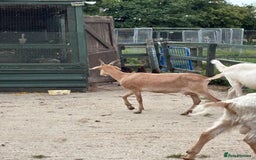 Goats livestock for sale: Goat family for Sale. - Image 8
