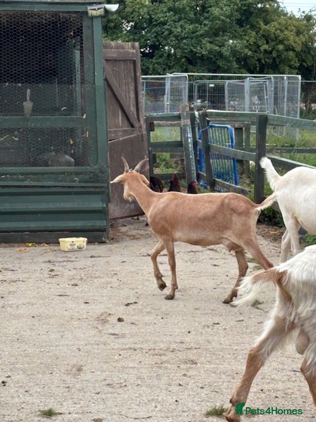 Goats livestock for sale: Goat family for Sale. - Image 8