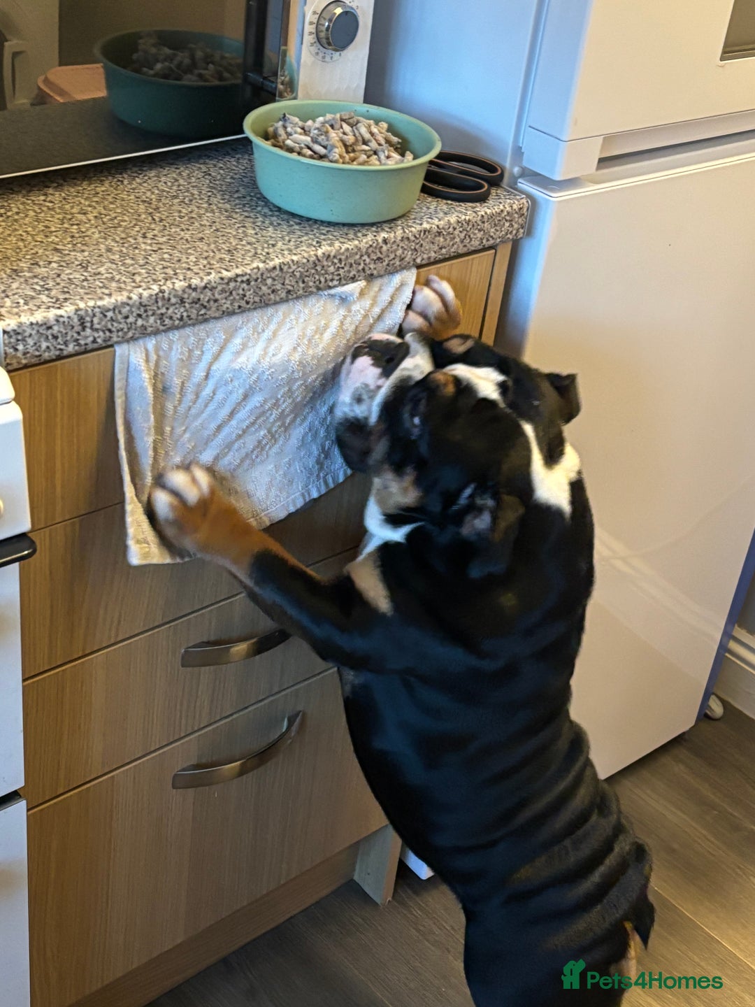 English Bulldog dogs for sale: English bulldog bitch please read description - Image 3