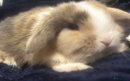 Mini Lop rabbits for sale: GORGEOUS MINI LOPS READY TO RESERVE - Image 4