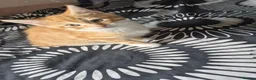 Mixed Breed cats for sale: Savannah × Maine Coon Mix Kittens  🐱❤️ - Advert 7