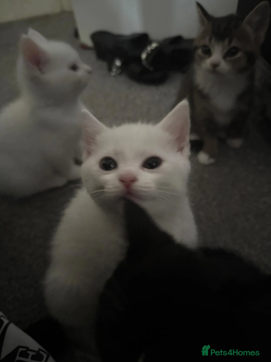 Mixed Breed cats for sale: Kittens - Advert 2