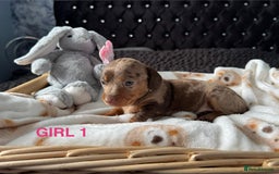 Dachshund dogs for sale: STUNNINGLY,  GORGEOUS DACHSHUND PUPPIES 🐶 😍  - Image 7