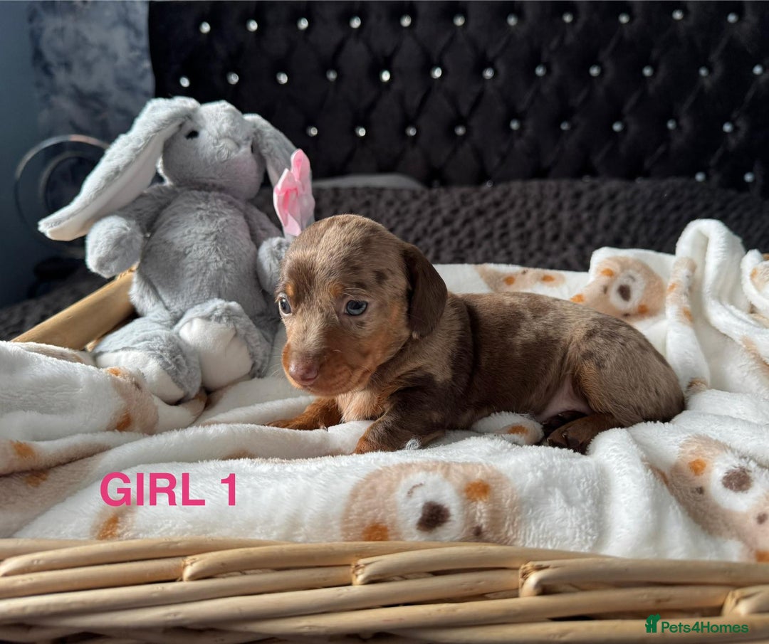 Dachshund dogs for sale: STUNNINGLY,  GORGEOUS DACHSHUND PUPPIES 🐶 😍  - Image 7