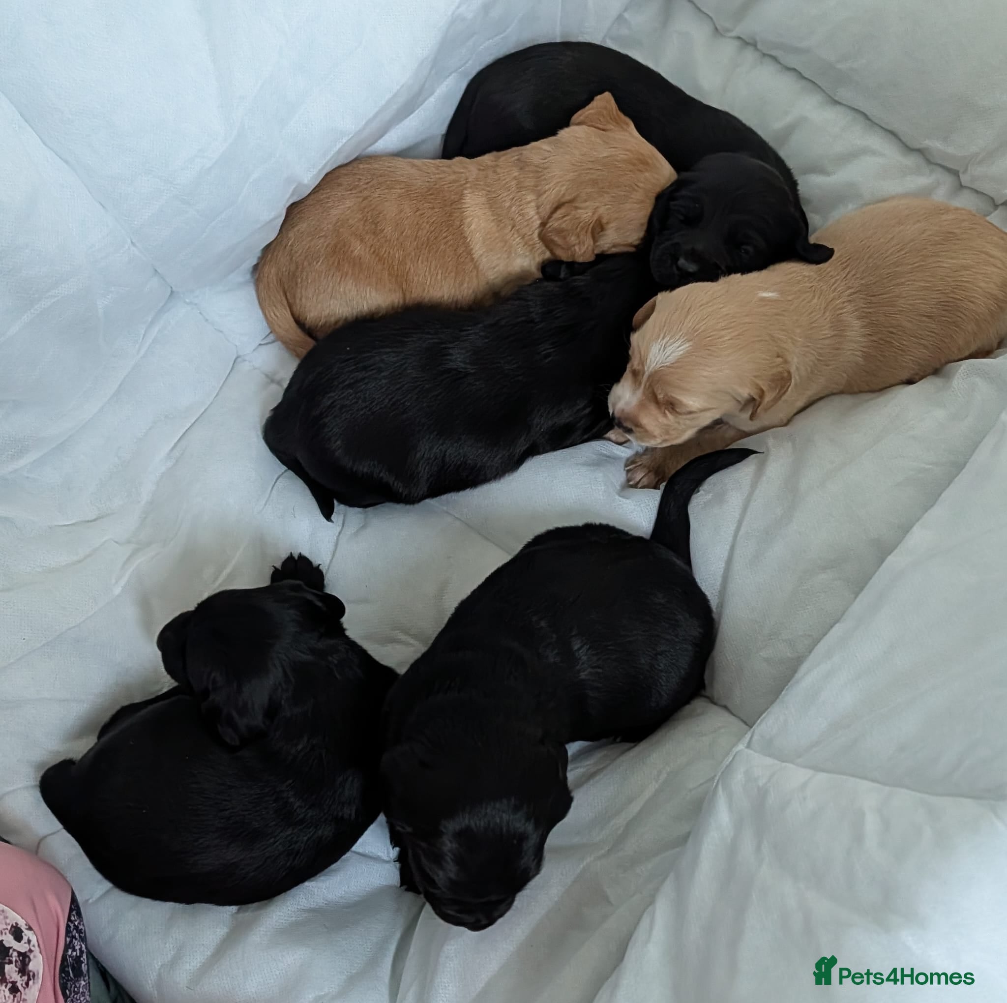 Cockerdor dogs Beautiful litter of Cockerdors  - Advert 9