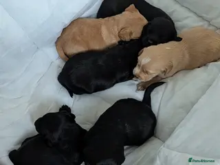 Cockerdor dogs Beautiful litter of Cockerdors - Advert 9