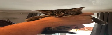 Maine Coon 3
