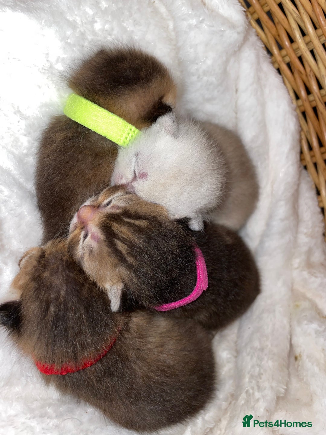 British Shorthair cats for sale: Chunky British shorthair  - Advert 16