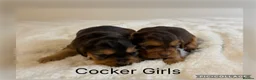 Cocker Spaniel dogs for sale: Stunning KC Show Cocker Spaniels - Advert 2