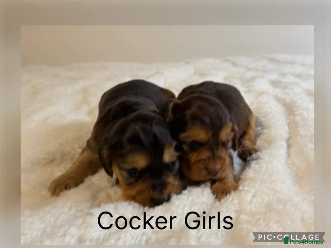 Cocker Spaniel dogs for sale: Stunning KC Show Cocker Spaniels - Advert 2