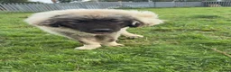 Caucasian Shepherd Dog dogs for sale: Caucasian shepherd  - Advert 2