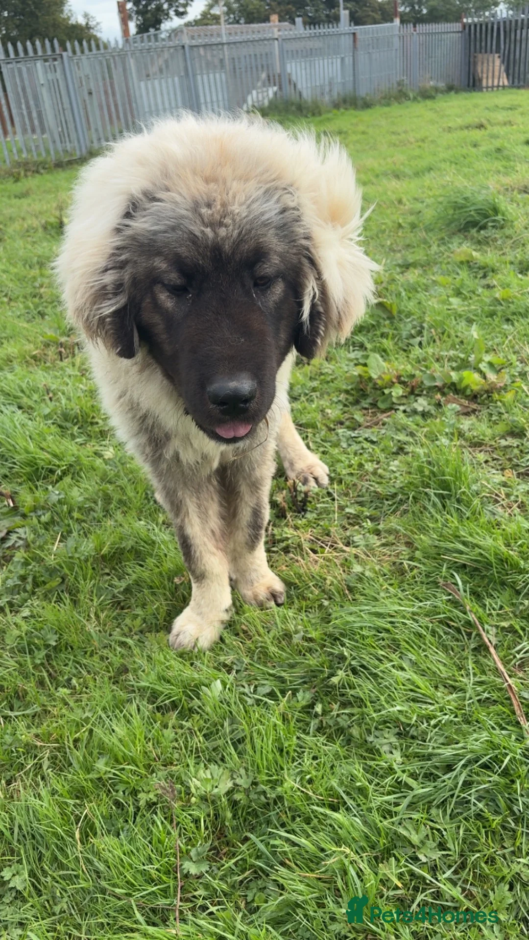 Caucasian Shepherd Dog dogs for sale: Caucasian shepherd  - Advert 2