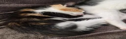 Mixed Breed cats for sale: 6 beautiful kittens ready for new homes - Advert 11