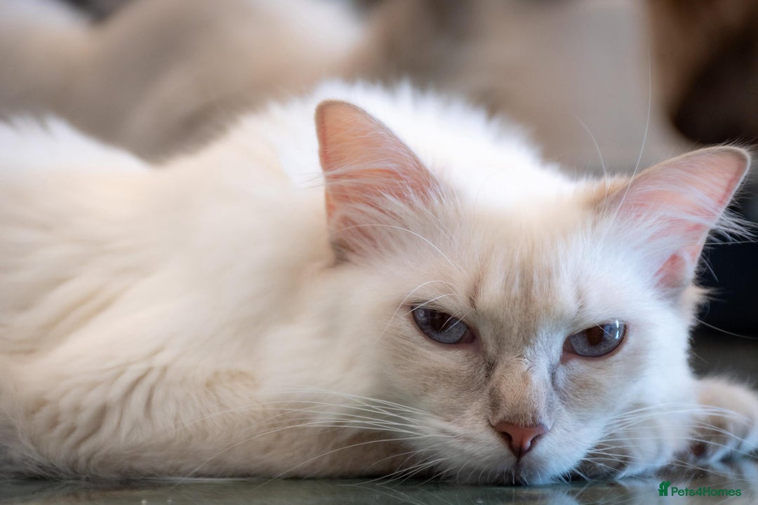 Ragdoll cats for sale: Ready Now GCCF Ragdoll Kittens Irresistibly Cuddly - Image 12