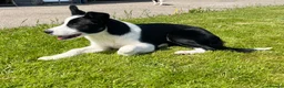 Border Collie dogs for sale: Collie dog pup *ready to go* - Advert 13