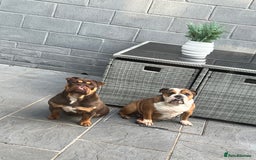 English Bulldog dogs for sale: Beautiful english bulldog  - Advert 3