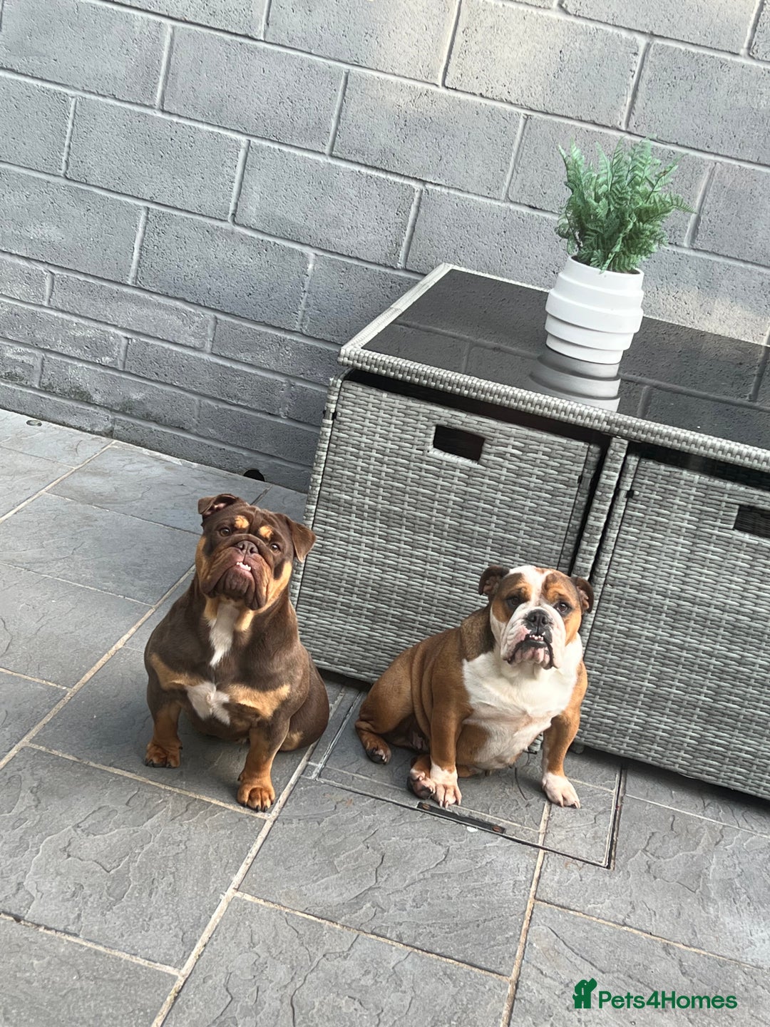 English Bulldog dogs for sale: Beautiful english bulldog  - Advert 3