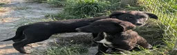 Borador dogs for sale: Boradors pups *READY NOW* - Advert 22