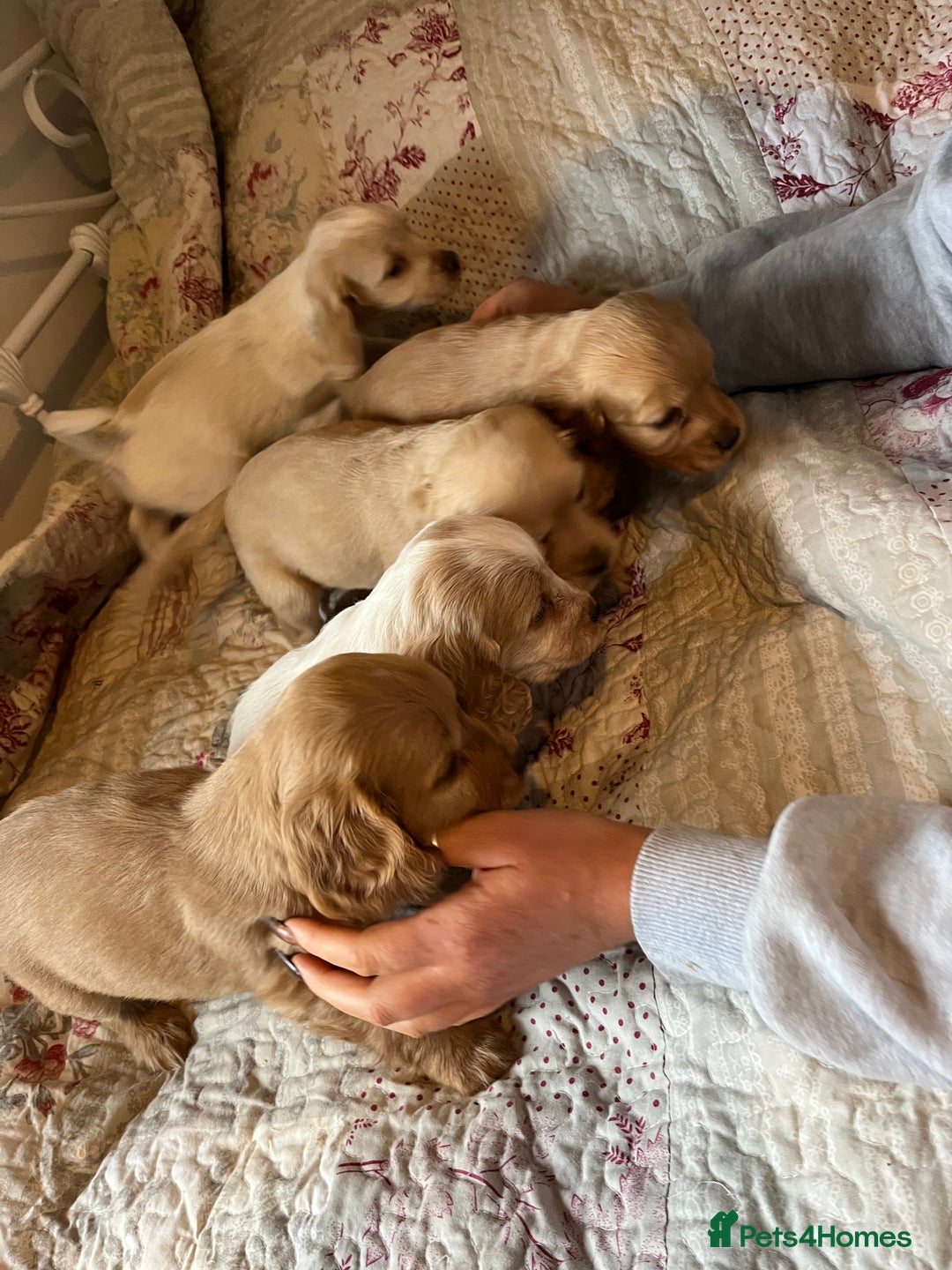 Cocker Spaniel dogs for sale: Beautiful puppies  - Advert 15