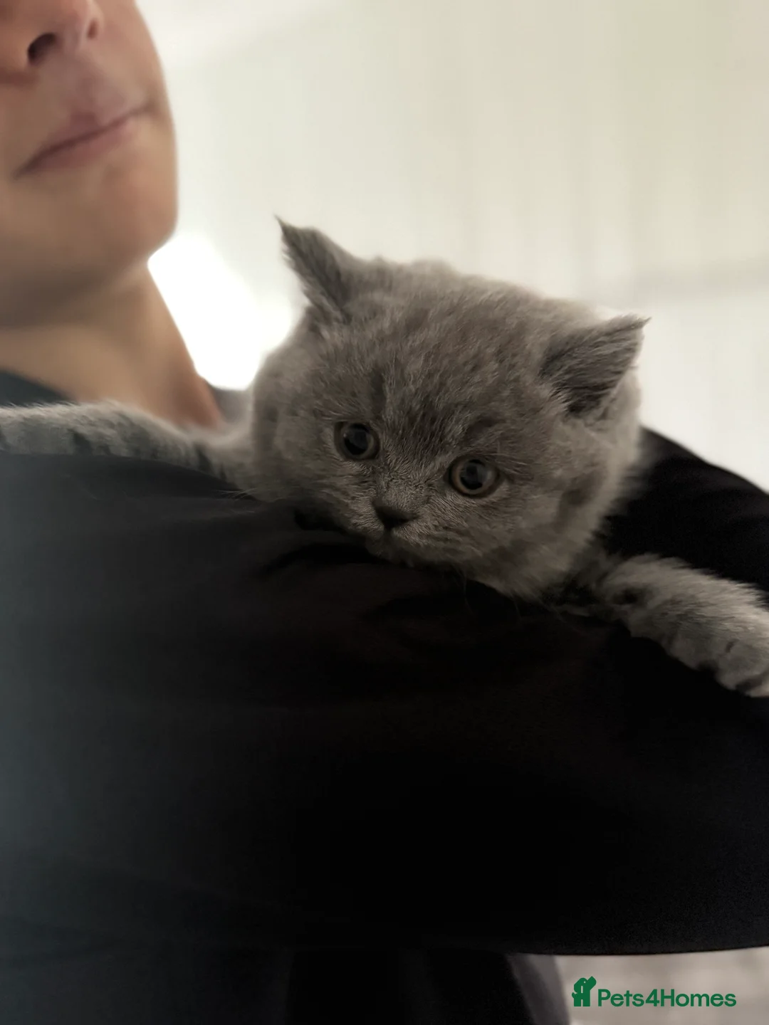 British Shorthair cats for sale: 2 British shorhair girls available  - Advert 2