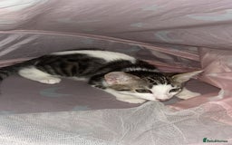 British Shorthair cats for sale: Beautiful boy kitten!!🩵 - Image 3