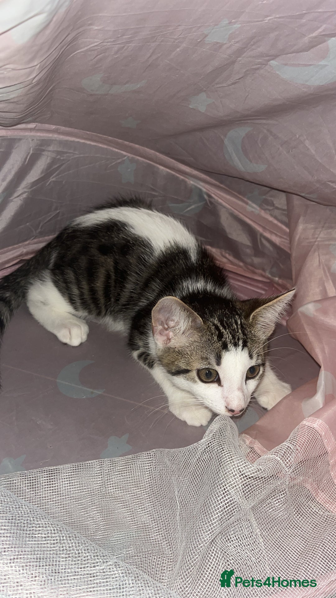 British Shorthair cats for sale: Beautiful boy kitten!!🩵 - Image 3