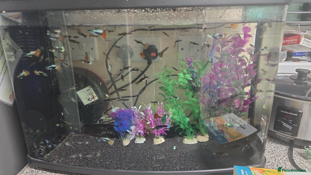 Mollies fish for sale: Guppies male and female - Advert 1