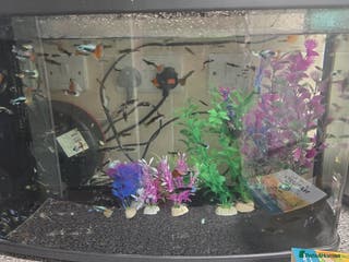 Mollies fish Guppies male and female - Advert 4