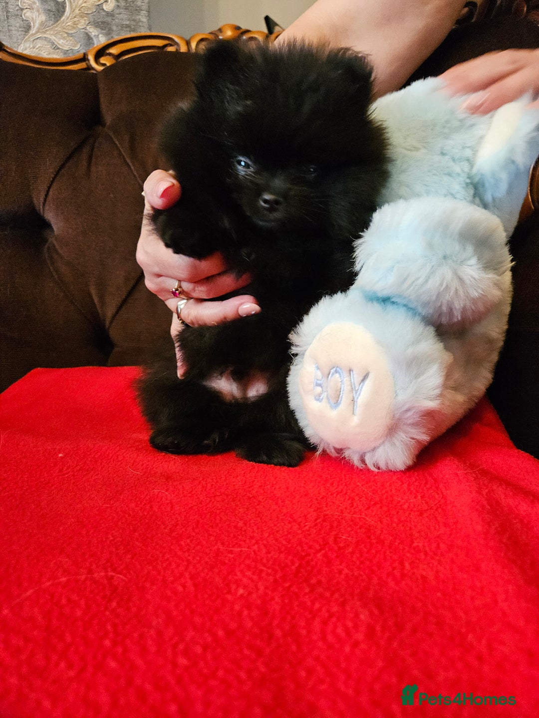 Pomeranian dogs for sale: 3 beautiful black pomeranian boys for sale  - Image 6