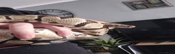Python Snake reptiles for sale: Ball/Royal Python(Fire Spotnose Het Clown)for sale - Advert 2