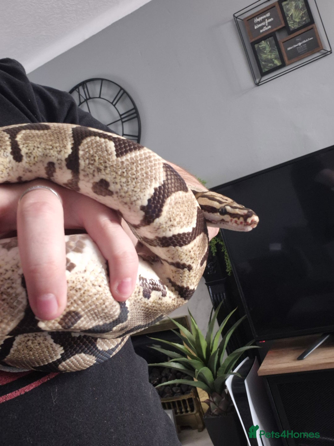 Python Snake reptiles for sale: Ball/Royal Python(Fire Spotnose Het Clown)for sale - Image 1