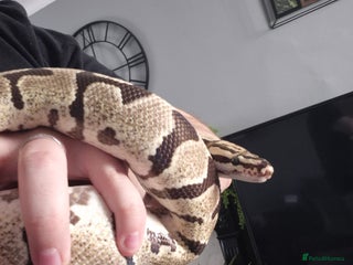 Python Snake reptiles for sale - Advert 1