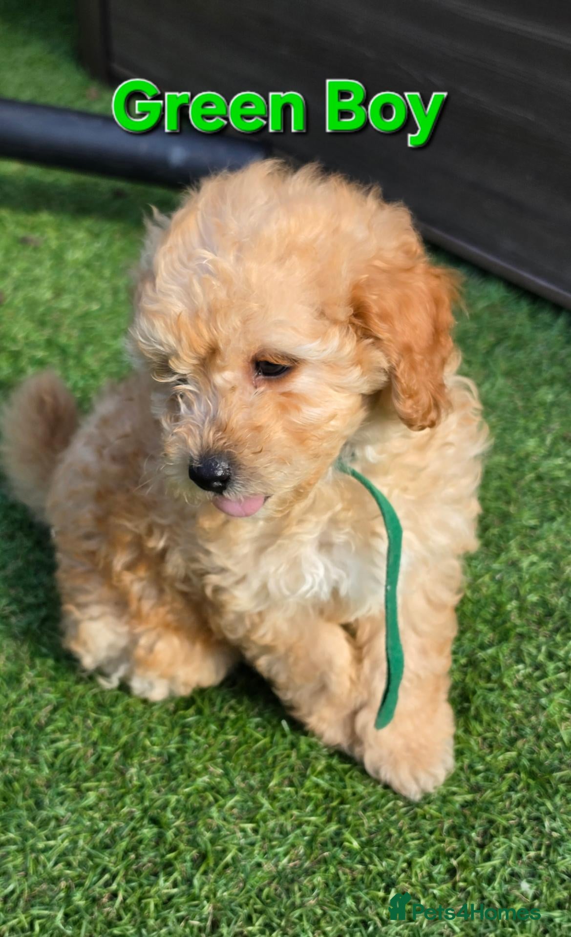 Maltipoo dogs Ready to leave 🐶2 left adorable maltipoos pups🐶 - Advert 9
