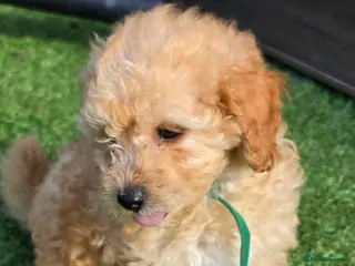 Maltipoo dogs Ready to leave 🐶2 left adorable maltipoos pups🐶 - Advert 9