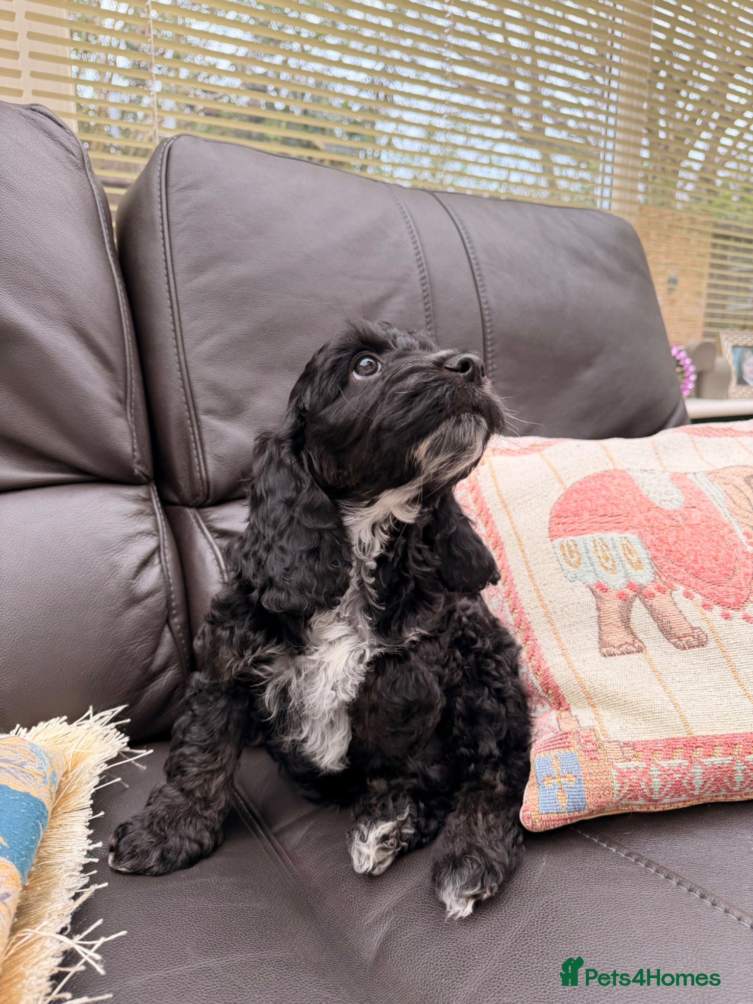 Cockapoo dogs F1 Cockapoo Puppies - Advert 5