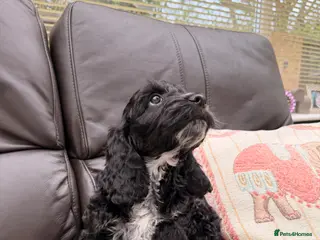 Cockapoo dogs F1 Cockapoo Puppies - Advert 3