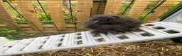 Chickens poultry for sale: 3 pet Silkies in Cambridge - Advert 2