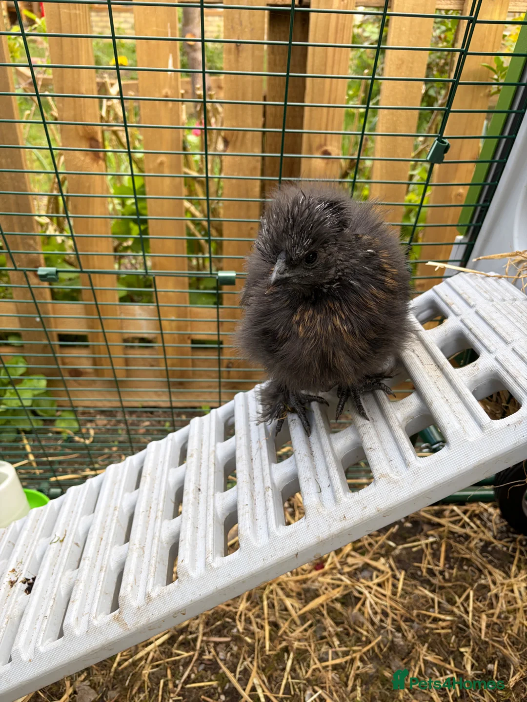 Chickens poultry for sale: 3 pet Silkies in Cambridge - Advert 2