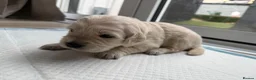 Golden Retriever dogs for sale: Golden Retriever Puppies  - Advert 10