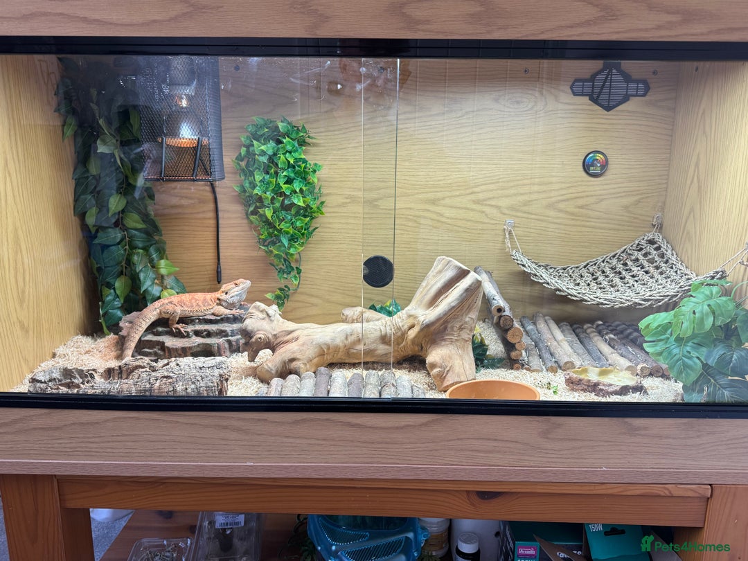 Bearded Dragon reptiles for sale: 18 month Male bearded dragon  - Advert 2