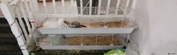 Ferret rodents for sale: One or two ferrets in cages. Male in Ossett - Advert 5