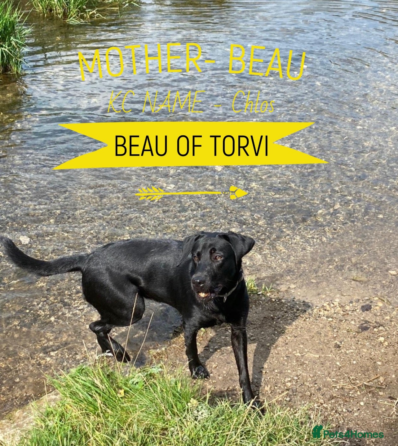 Labrador Retriever dogs Beautiful Working Labrador Puppies ready now! - Advert 1