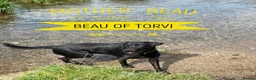 Labrador Retriever dogs for sale: Beautiful Working Labrador Puppies ready now! - Advert 1