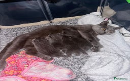 British Shorthair cats for sale: British short hair kittens  - Image 16